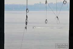 Tuesday, July 20, 2021
Verrazzano Bridge
Staten Island, NY
Photographs by Mary DiBiase Blaich

A woman was spotted jumping off the Brooklyn bound Verrazzano Bridge late Tuesday morning. Witnesses reported seeing her jump.  NYPD, FDNY and USCG searched the area under the bridge.  Video surveillance captured the incident.  A search was called to find the individual, including a US Coast Guard helicopter from Atlantic City who searched the area around the bridge.
The victim’s car was towed by MTBTA to their administration building as the search went on.