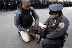 Police Officer Wilbert Mora was laid to rest 2/2/22 after being posthumously promoted to Detective First Grade, and eulogized at St. PatrickÕs Cathedral. Thousands of police from all parts of the country lined Fifth Ave. as the procession carrying Detective Mora passed.  Mora was gunned down along with his partner Jason Rivera, who passed away a few days earlier. On officer pets a police dog along Fifth Ave.
