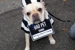 New York,    Annual Halloween dog parade returned after missing last years due to Covid.