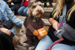 New York,    Annual Halloween dog parade returned after missing last years due to Covid.