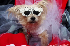 New York,    Annual Halloween dog parade returned after missing last years due to Covid.