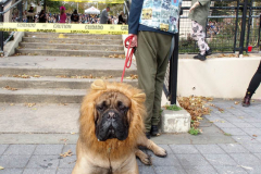 New York,    Annual Halloween dog parade returned after missing last years due to Covid.