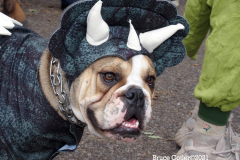 New York,    Annual Halloween dog parade returned after missing last years due to Covid.
