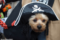 New York,    Annual Halloween dog parade returned after missing last years due to Covid.