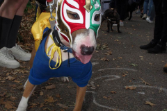 New York,    Annual Halloween dog parade returned after missing last years due to Covid.
