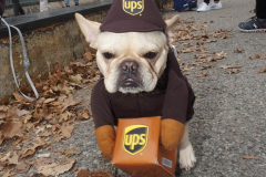 New York,    Annual Halloween dog parade returned after missing last years due to Covid.
