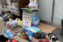 Noah The Animal Lover
He lives in NYC, retired and owns all those animals.  They are his pets.  He goes around throughout NYC and puts them on display for people to see and children to enjoy.  Petting is allowed.  All the animals are trained and 
non aggressive.  He collects voluntary donations to pay for food and associated vet cost.  His name is Noah.