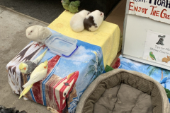 Noah The Animal Lover
He lives in NYC, retired and owns all those animals.  They are his pets.  He goes around throughout NYC and puts them on display for people to see and children to enjoy.  Petting is allowed.  All the animals are trained and 
non aggressive.  He collects voluntary donations to pay for food and associated vet cost.  His name is Noah.