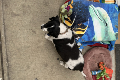 Noah The Animal Lover
He lives in NYC, retired and owns all those animals.  They are his pets.  He goes around throughout NYC and puts them on display for people to see and children to enjoy.  Petting is allowed.  All the animals are trained and 
non aggressive.  He collects voluntary donations to pay for food and associated vet cost.  His name is Noah.