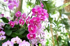 NYBG Orchid Show 2021