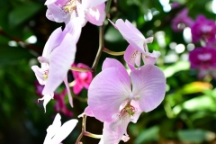 NYBG Orchid Show 2021