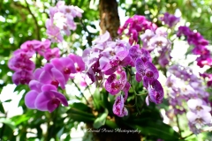 NYBG Orchid Show 2021