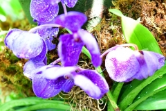 NYBG Orchid Show 2021