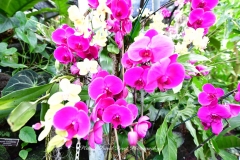 NYBG Orchid Show 2021