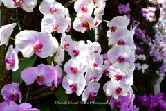NYBG Orchid Show 2021