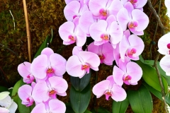 NYBG Orchid Show 2021