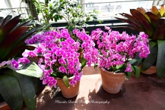 NYBG Orchid Show 2021