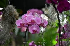 NYBG Orchid Show 2021