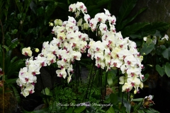 NYBG Orchid Show 2021