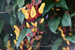 NYBG Orchid Show 2021