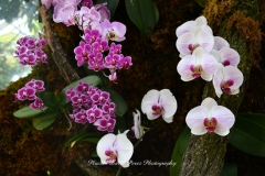 NYBG Orchid Show 2021
