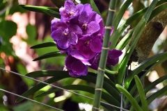 NYBG Orchid Show 2021