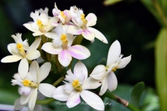 NYBG Orchid Show 2021
