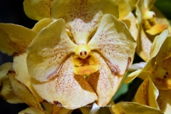 NYBG Orchid Show 2021