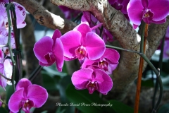 NYBG Orchid Show 2021