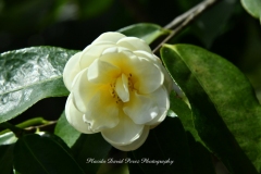 NYBG Orchid Show 2021