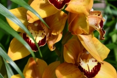 NYBG Orchid Show 2021