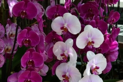NYBG Orchid Show 2021