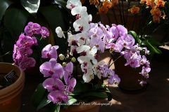 NYBG Orchid Show 2021