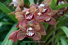 NYBG Orchid Show 2021