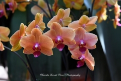 NYBG Orchid Show 2021
