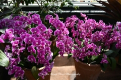 NYBG Orchid Show 2021