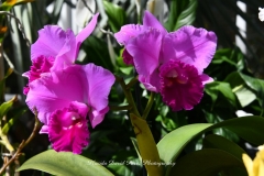 NYBG Orchid Show 2021