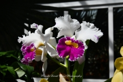 NYBG Orchid Show 2021