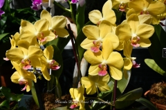 NYBG Orchid Show 2021