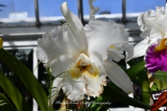NYBG Orchid Show 2021