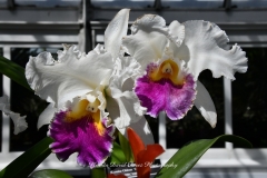 NYBG Orchid Show 2021