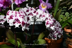 NYBG Orchid Show 2021