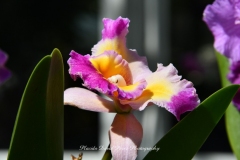 NYBG Orchid Show 2021