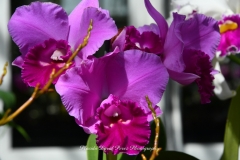 NYBG Orchid Show 2021