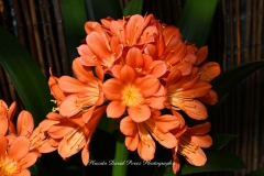 NYBG Orchid Show 2021