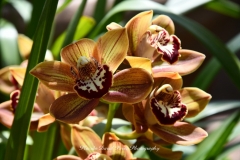 NYBG Orchid Show 2021