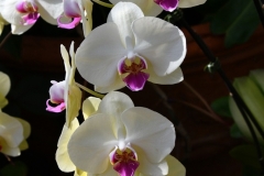 NYBG Orchid Show 2021