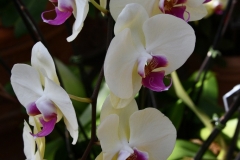 NYBG Orchid Show 2021