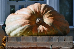 NYBG Halloween Pumpkin Show During Covid 19 Pandemic