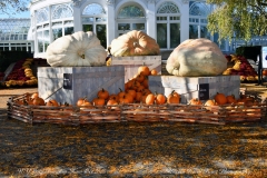 NYBG Halloween Pumpkin Show During Covid 19 Pandemic